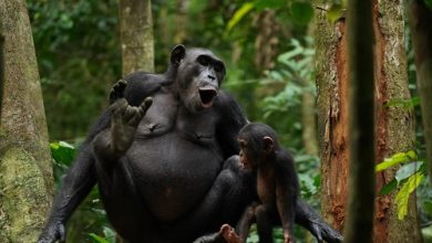 Chimpanzees use over 400 words when combining calls