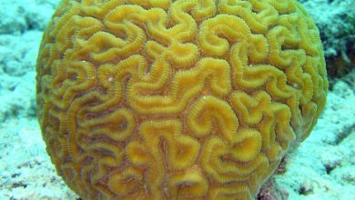 Computer models have predicted the disappearance of coral reefs by the end of the 21st century 1