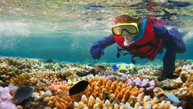 Coral reef fauna recovers better if traffic noise is reduced