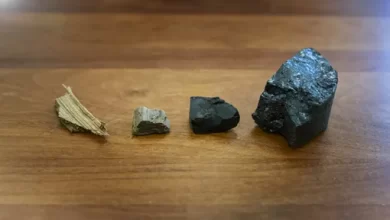 Disclosed the mechanism of formation of coal