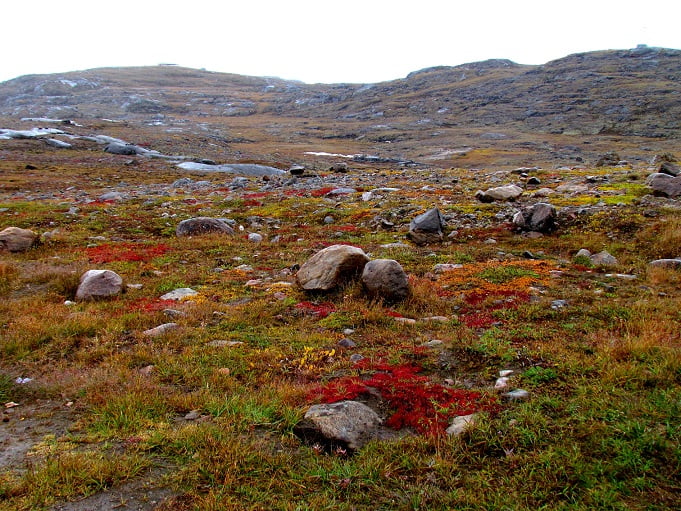 Environmentalists predict the complete disappearance of the Siberian tundra