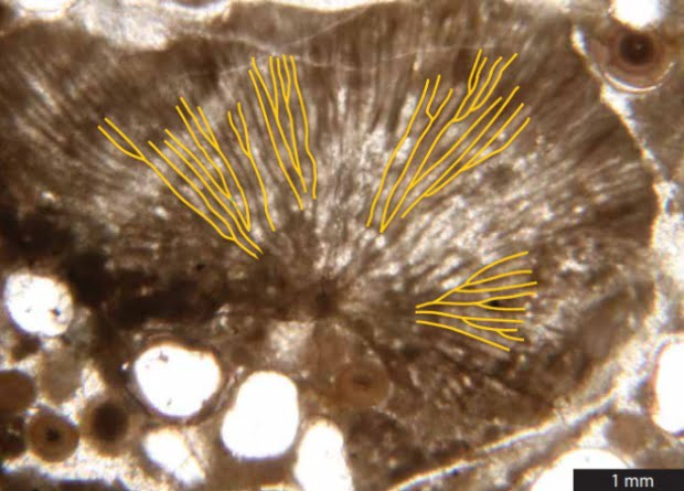 Fossils over 500 million years old reveal the oldest hard skeletoned bryozoans 2