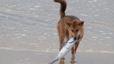 Geneticists have figured out the evolution of dingoes and domestic dogs 1