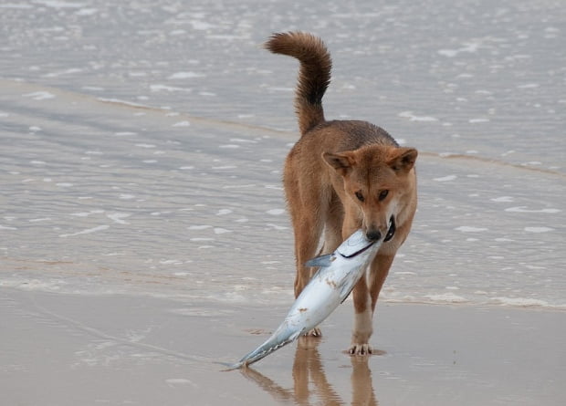 Geneticists have figured out the evolution of dingoes and domestic dogs 1