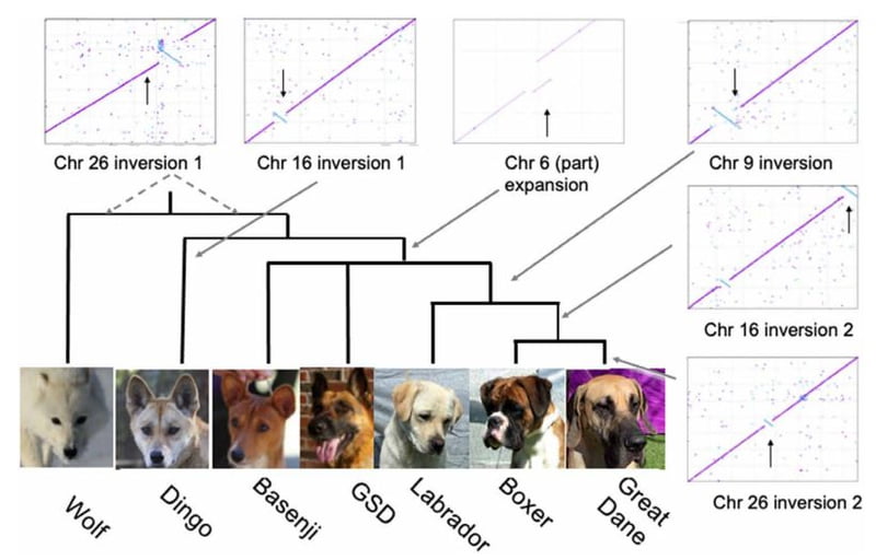 Geneticists have figured out the evolution of dingoes and domestic dogs 2