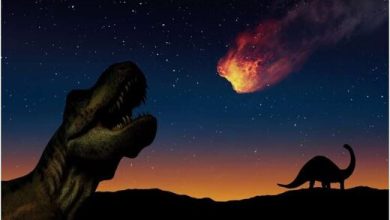 How the extinction of the dinosaurs changed the evolution of plants