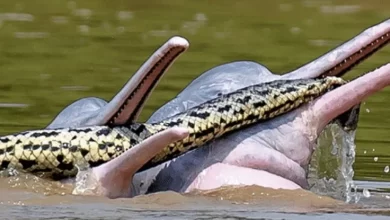 In Bolivia dolphins were observed playing with an anaconda 1