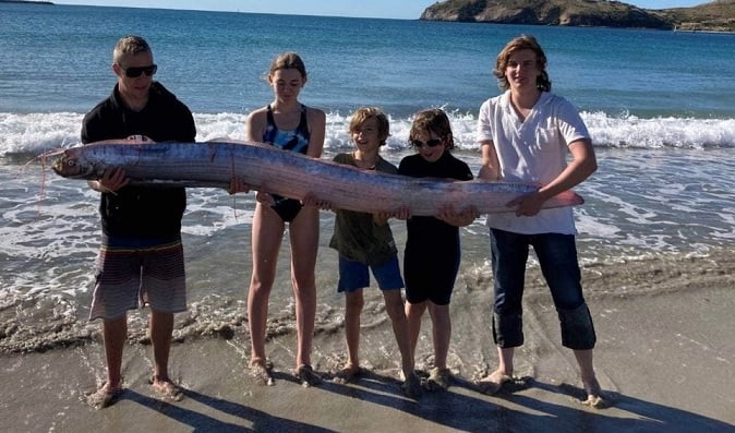 In New Zealand the oar king was found on the beach