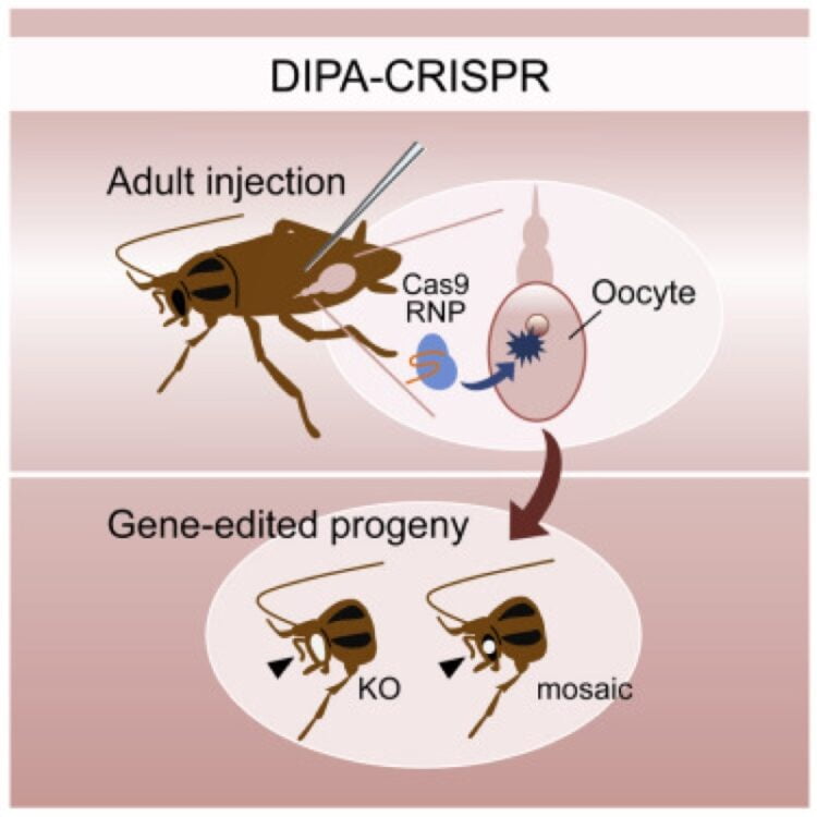 Japanese scientists have created the first GM cockroaches using CRISPR technology 2