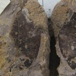 Leaf fossils in Borneo reveal ancient forest 4 million years old 1