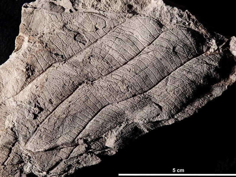 Leaf fossils in Borneo reveal ancient forest 4 million years old 2