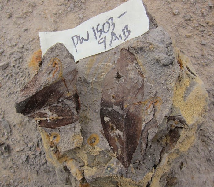 Leaf fossils in Borneo reveal ancient forest 4 million years old 3