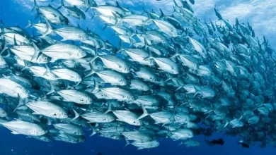 Mapping the Pacifics busiest blue corridors could help us save fish populations 1