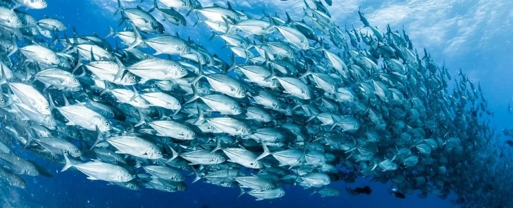 Mapping the Pacifics busiest blue corridors could help us save fish populations 1