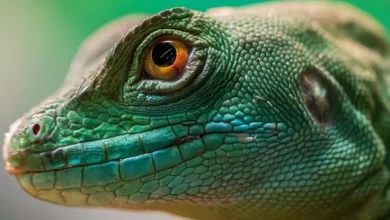 More than 20 of reptile species are endangered scientists warn