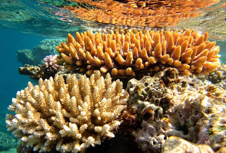 Most of the corals on the Great Barrier Reef have become discolored 1
