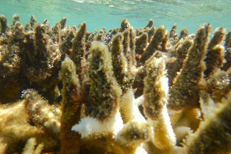 Most of the corals on the Great Barrier Reef have become discolored 2