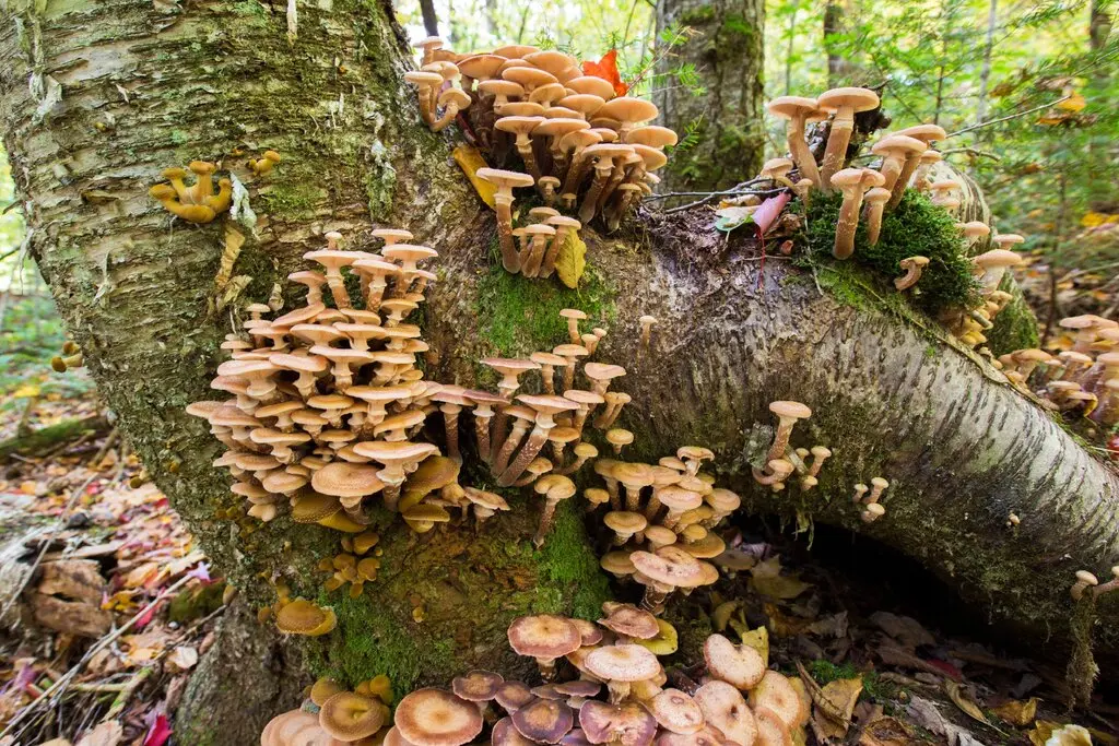 Mushrooms borrowed the same deadly toxin from a mysterious source