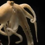 Octopuses kill themselves after mating Maybe we finally know why
