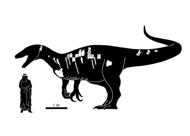 Paleontologists have described the largest megaraptor about 10 meters long 1