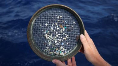 Parasites can travel across the ocean on microplastics