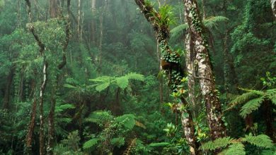 Rate of rainforest loss in Australia has doubled in the past 35 years
