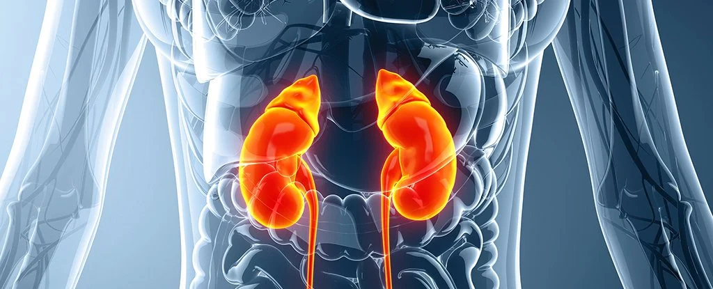 Researchers have just discovered that the kidneys act differently on the blood than we previously thought