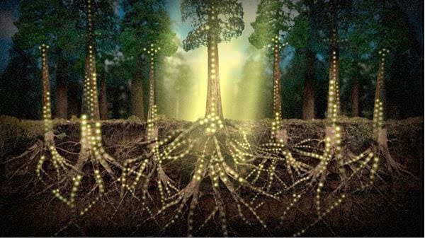 Scientists have found that trees communicate through an ancient otherworldly network 2