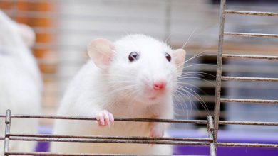 Scientists in an unusual way reversed the aging process in mice