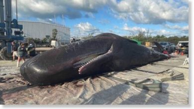 Second sperm whale found dead in Florida Keys