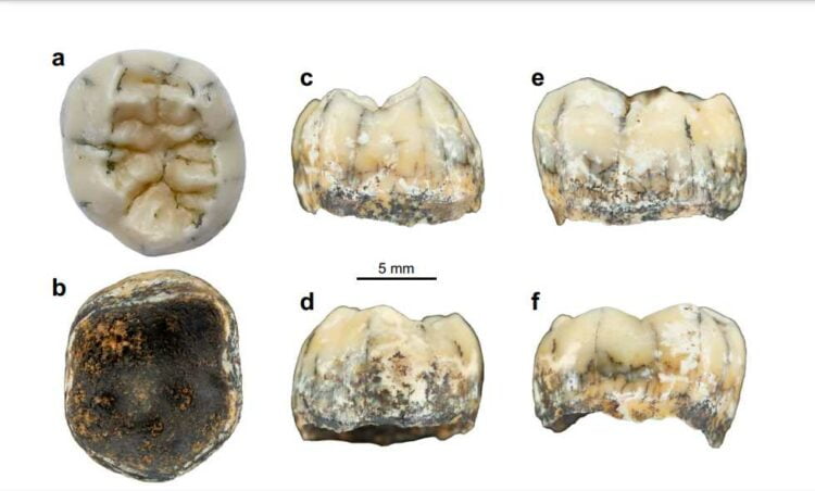 Third Cave of Denisovans Found in Indochina 3