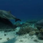 Underwater self treatment Dolphins rub against corals to get rid of skin diseases