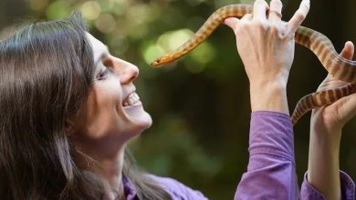 What to do if you were bitten by a snake experts gave life saving tips 1
