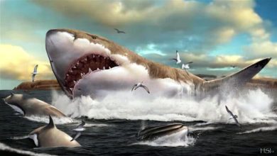 White sharks drove megalodons to extinction
