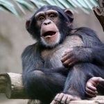Zoologists first discovered nocturnal erections in primates