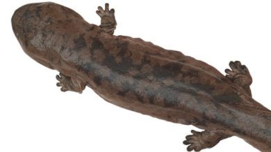 Zoologists have found a genetically pure population of Chinese giant salamanders 1