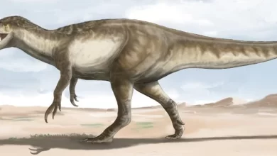 giant dinosaur Death Shadow found in Argentina is the largest megaraptor ever discovered 1