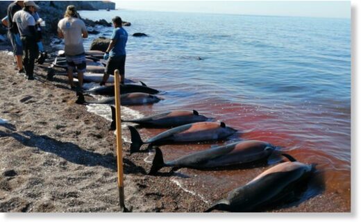 30 dead dolphins found on a beach in northwest Mexico