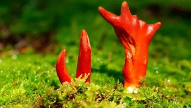 5 most poisonous Mushrooms in the World dont you even touch them 1