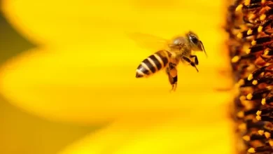 A California court has ruled that bees can be classified as fish And thats why