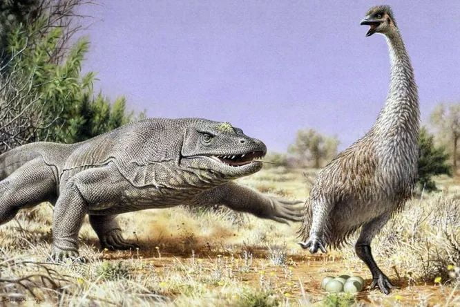 Ancient Australians stole and ate the eggs of two meter flightless birds 1