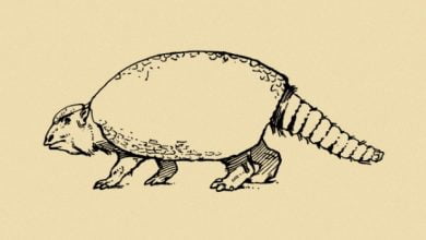 Ancient people crushed the skulls of giant armadillos 1