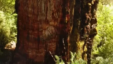 Ancient tree in the Andes may be the oldest in the world