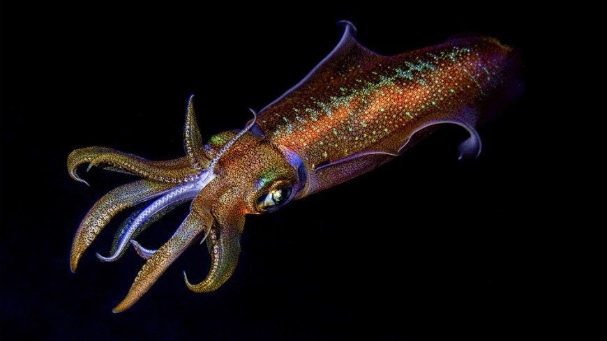 Ancient vampire squid turned out to be active predators