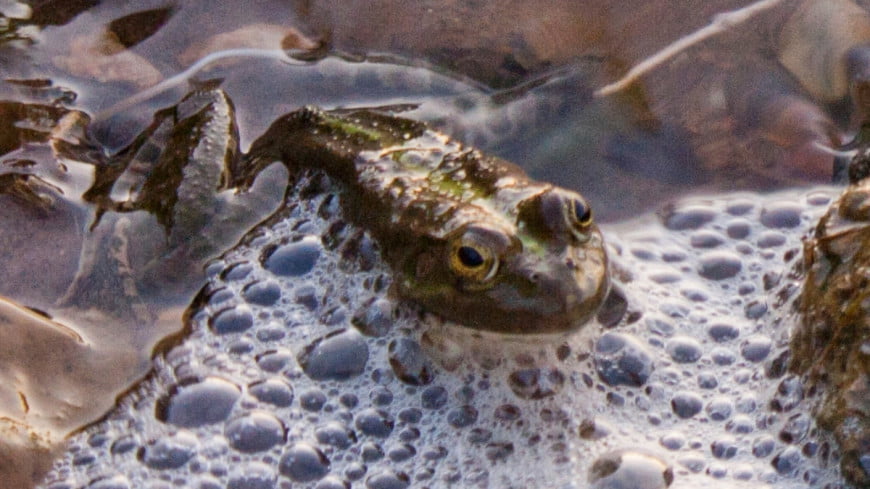 Animal rights activists have declared the threat of the population of frogs due to their eating by Europeans
