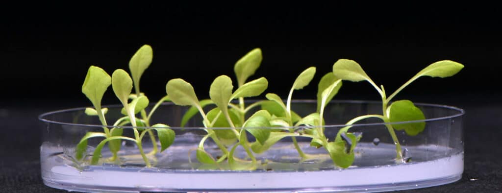 Artificial photosynthesis technology developed to produce food without the use of sunlight 1