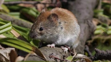 Bank voles from Sweden have a new coronavirus
