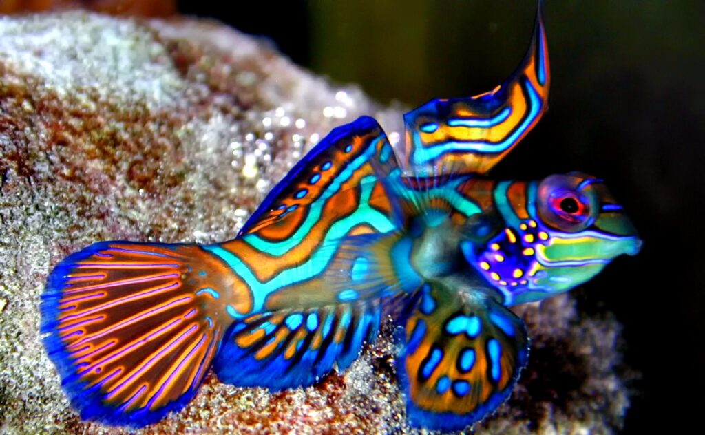 Beautiful reef fish are the least in need of protection 1