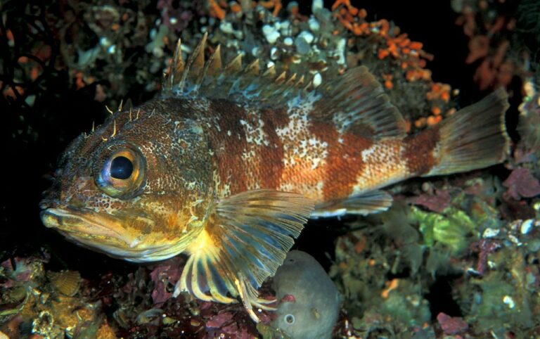 Beautiful reef fish are the least in need of protection 2