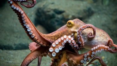 Biologists have discovered a similar gene in humans and octopuses